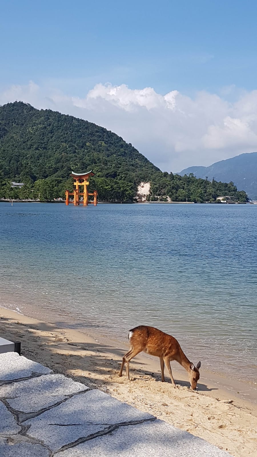 Un cerbiatto sulla riva dell'isola di Itsukushima