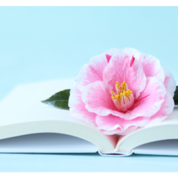 libro con sopra un fiore di camelia